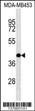SHF Antibody