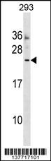 MOSPD3 Antibody