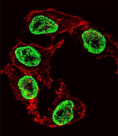 ARGFX Antibody