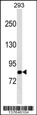 TBC1D10B Antibody