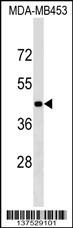 GRSF1 Antibody