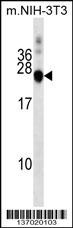 DNAJC5 Antibody