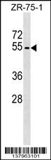 PLD4 Antibody