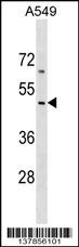 EMID2 Antibody