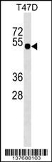 GLI4 Antibody