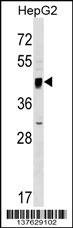 SERINC2 Antibody
