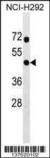 RNF133 Antibody