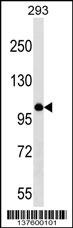 MYBL1 Antibody