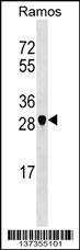 NOSIP Antibody