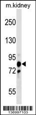 PNPT1 Antibody