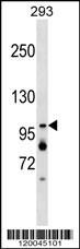 XAB2 Antibody