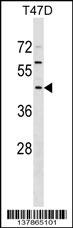FBXO16 Antibody