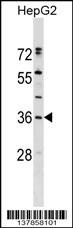 ERP27 Antibody