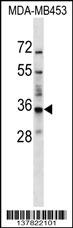 BATF2 Antibody
