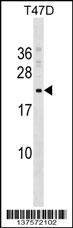 COMMD9 Antibody