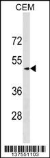 SCG3 Antibody