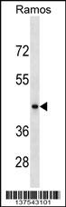 RGMB Antibody