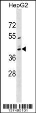 MRPS2 Antibody