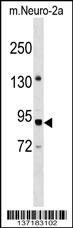 PWP2 Antibody