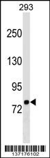 LETM1 Antibody