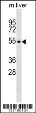 Vrk2 Antibody
