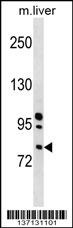 Mouse Rnasel Antibody