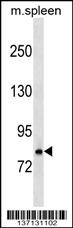Mouse Rnasel Antibody