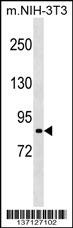 Rps6ka2 Antibody