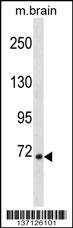 Rps6ka1 Antibody
