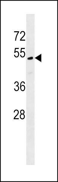 CENPU Antibody
