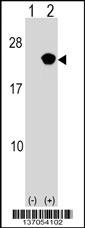 RAP2B Antibody