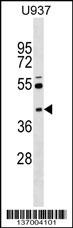 SKAP2 Antibody