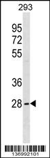 SRSF10 Antibody