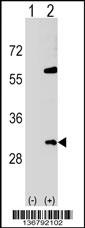 SNF8 Antibody