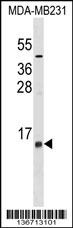 LST1 Antibody
