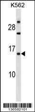 EMP1 Antibody