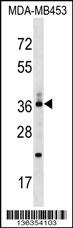 CD68 Antibody
