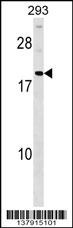 HDGFRP3 Antibody