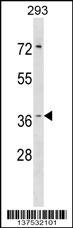 HYI Antibody