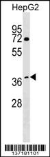 DCAF7 Antibody