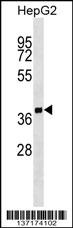SCAMP2 Antibody