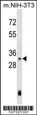 Hoxc4 Antibody