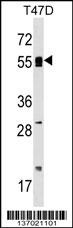 POLA2 Antibody