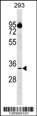 CIAPIN1 Antibody