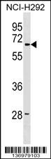 LMBR1 Antibody
