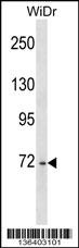 DDX4 Antibody