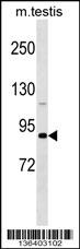 DDX4 Antibody