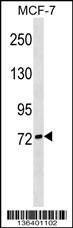 SIGLEC10 Antibody