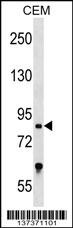 TCF25 Antibody