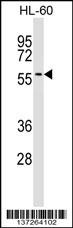 IFRD2 Antibody